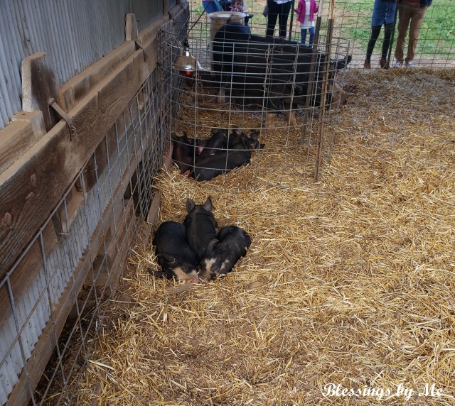 Piglets at the farm